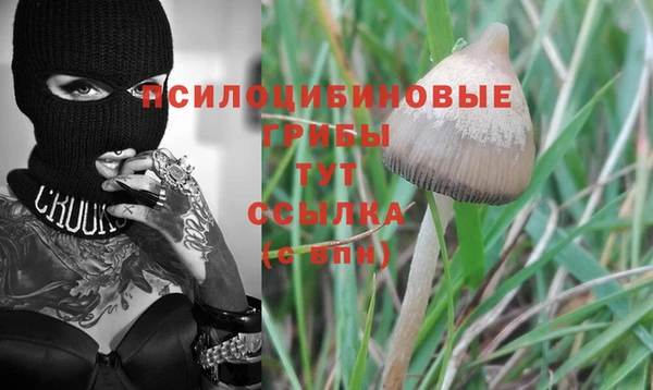 прущие грибы Алзамай
